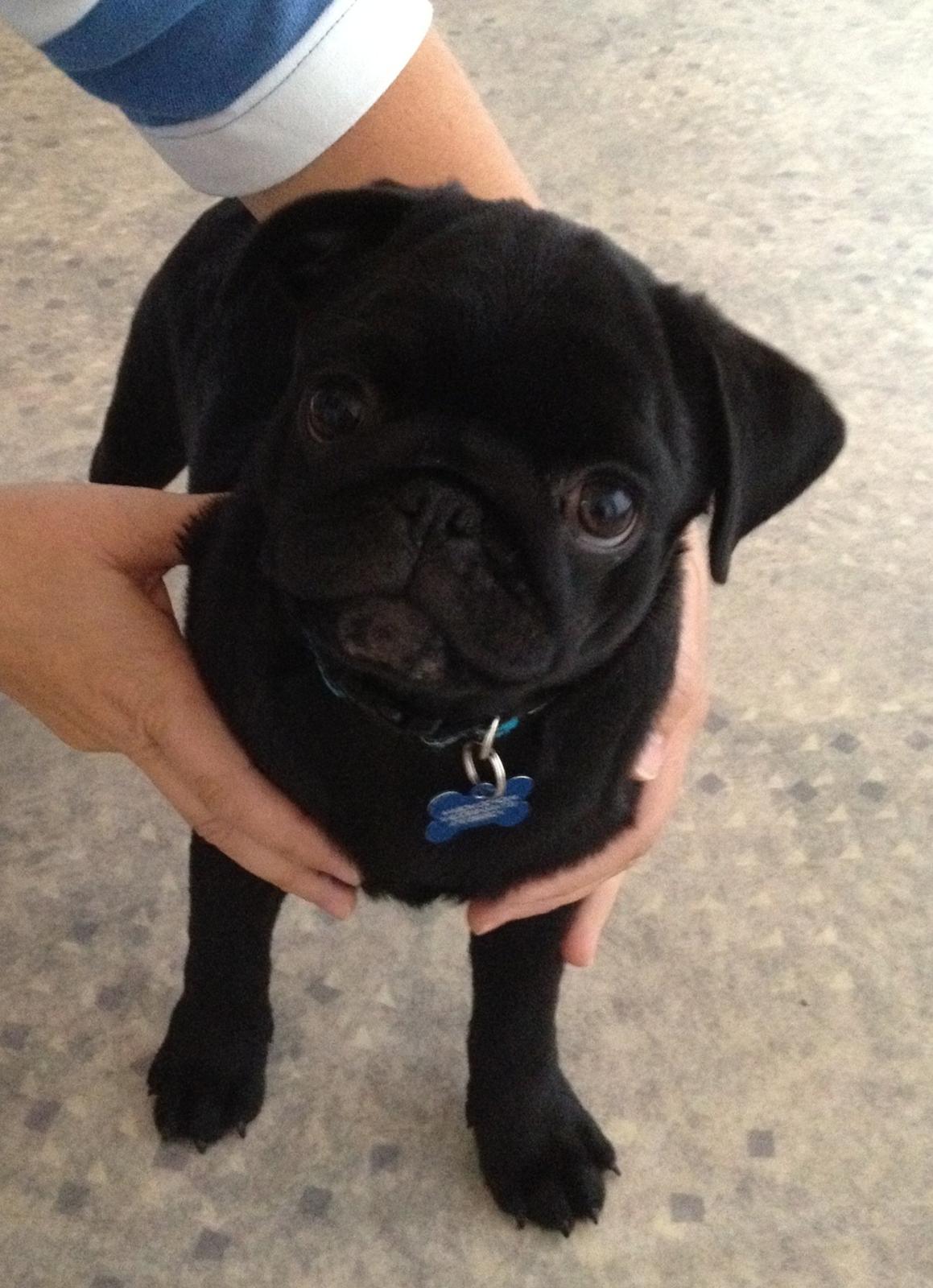 Mops Charlie billede 7