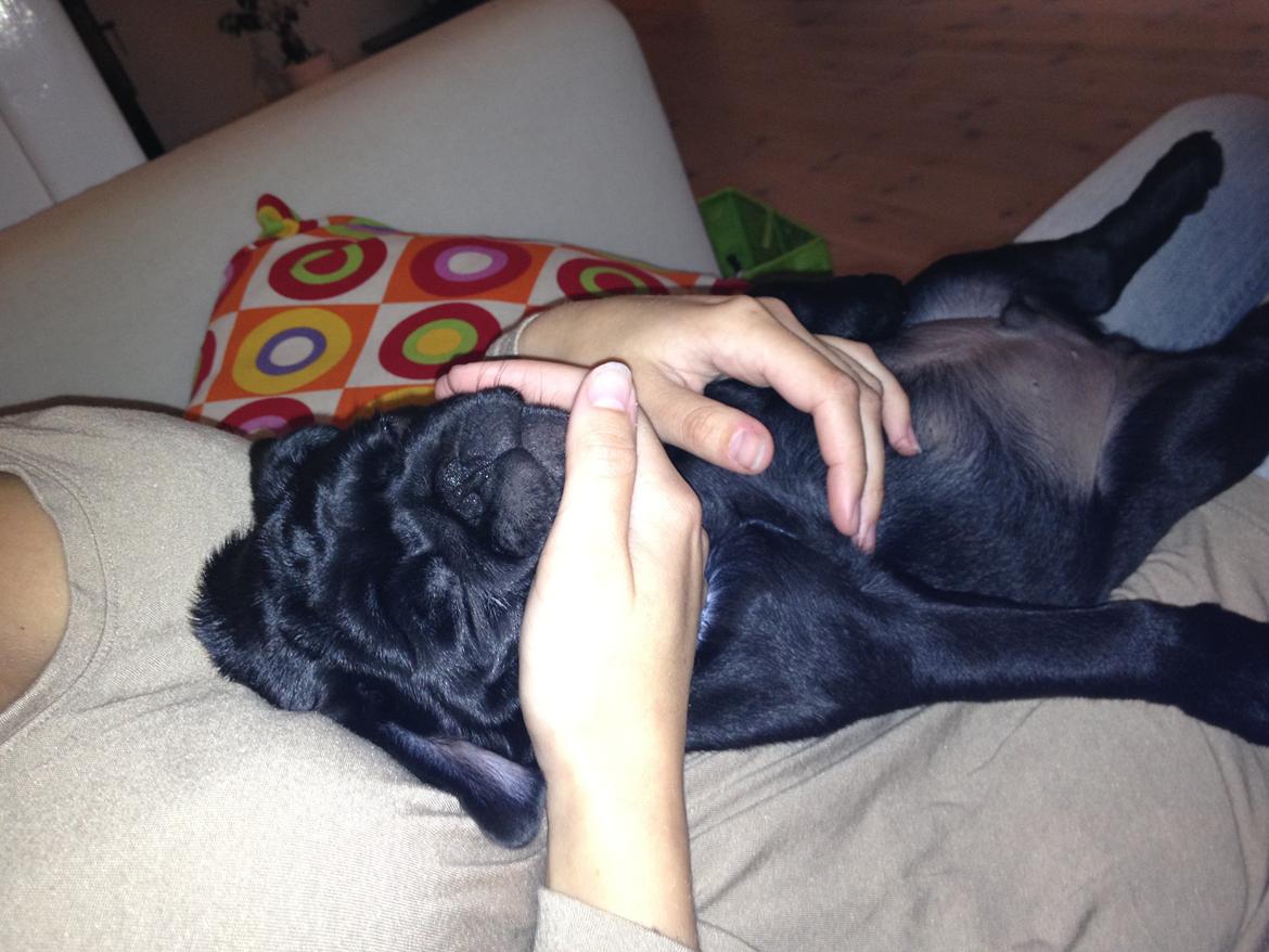 Mops Charlie billede 9