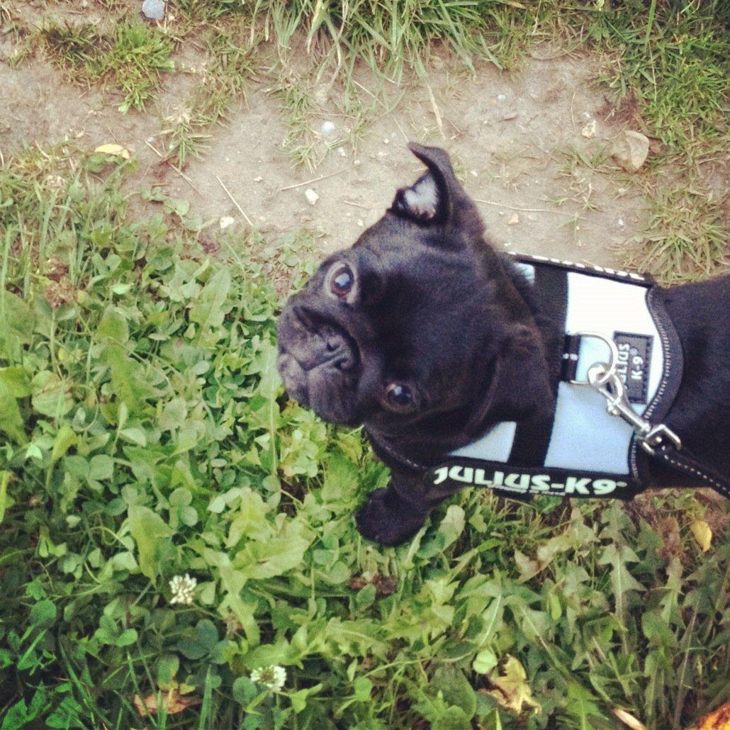 Mops Charlie billede 5