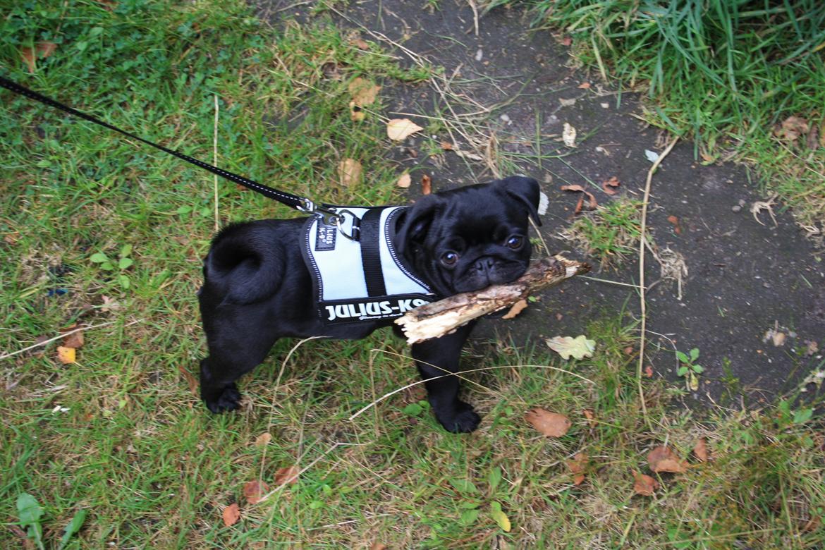 Mops Charlie billede 4