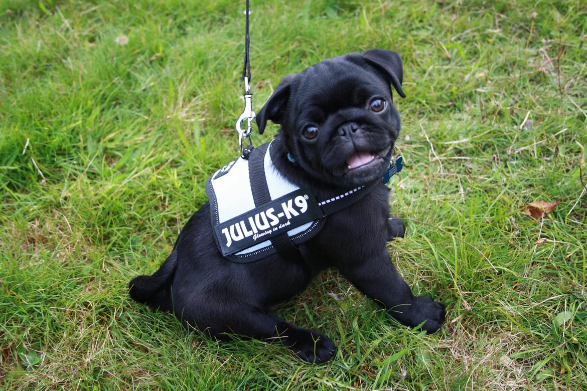 Mops Charlie billede 3