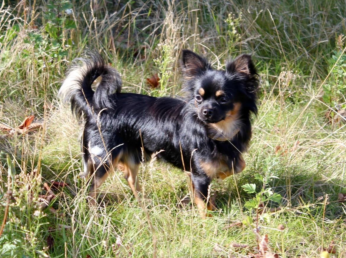 Chihuahua Pablo billede 10