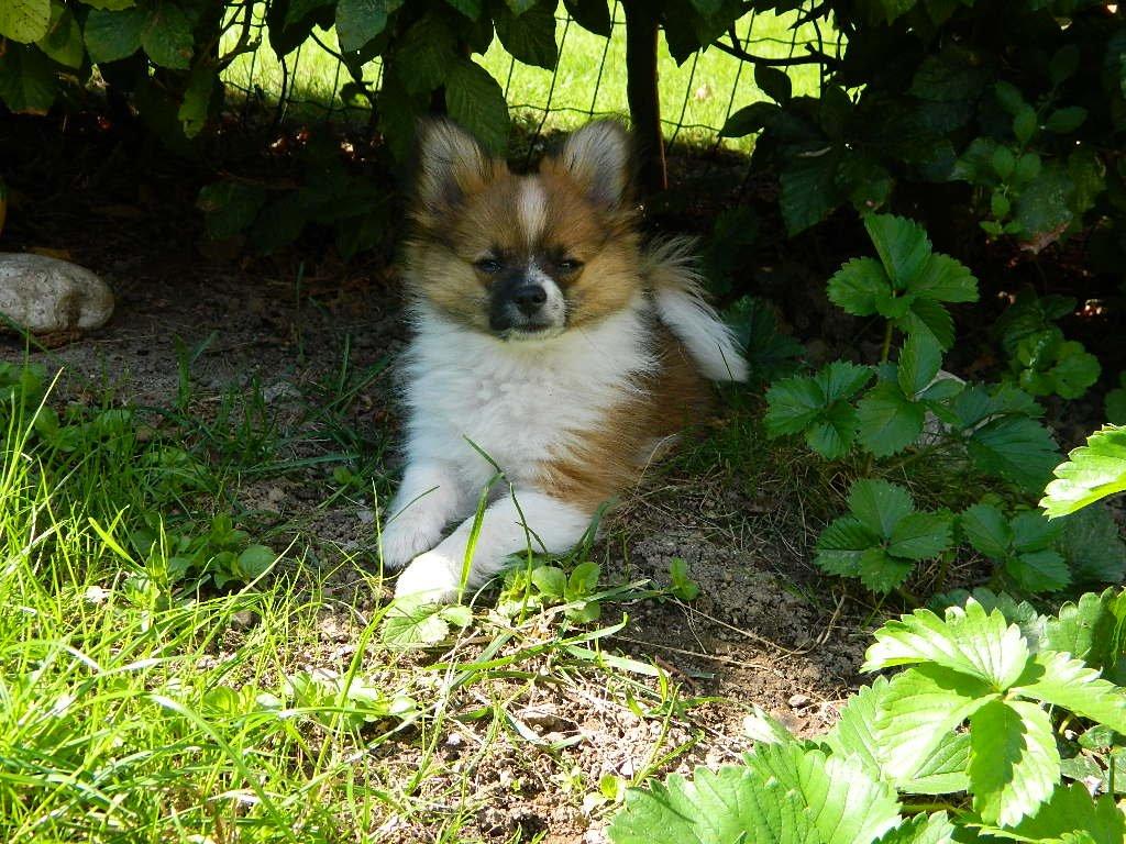 Blanding af racer **** Messi **** - Stolte baby. billede 13