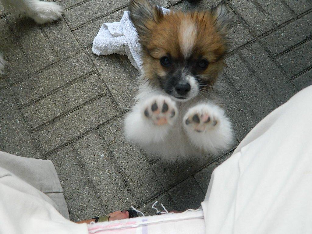 Blanding af racer **** Messi **** - Våde baby, vil op til mor :) billede 14