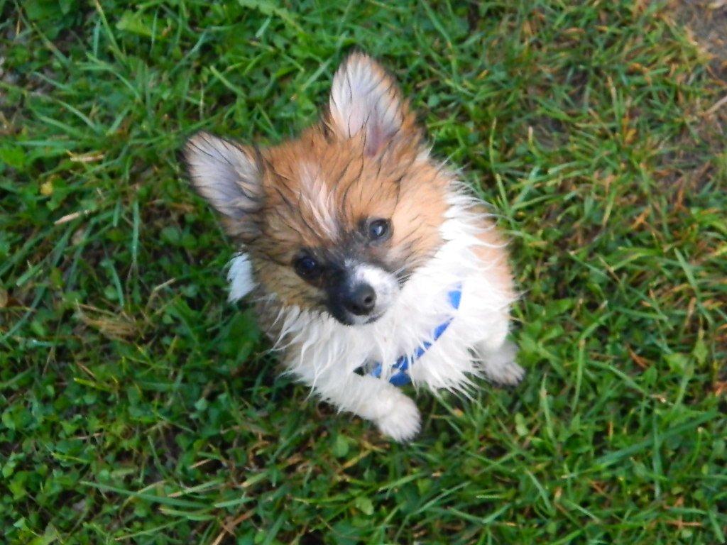 Blanding af racer **** Messi **** - Våd efter en lang gå tur :) billede 5