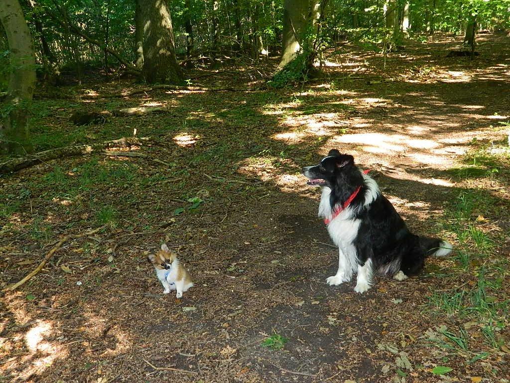 Blanding af racer **** Messi **** - Lucky og Messi i skoven <3 billede 15