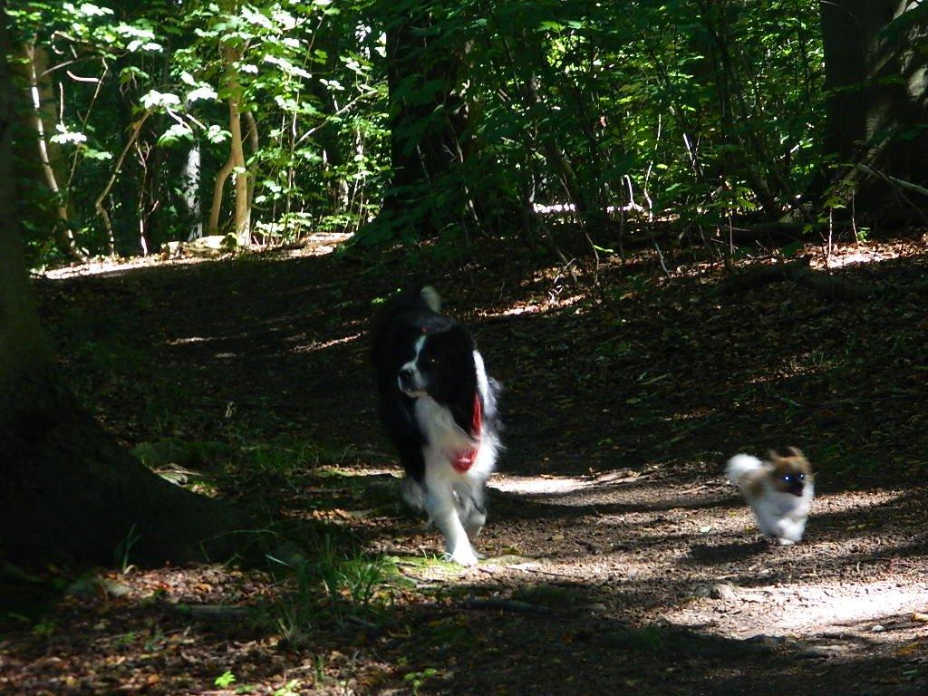 Blanding af racer **** Messi **** billede 16