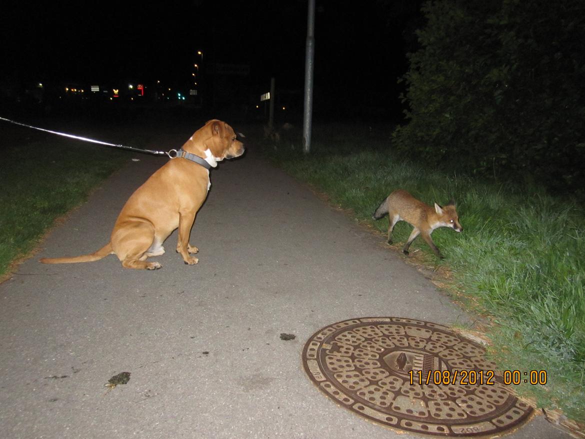 Amerikansk bulldog Cash - Cash og en lille ræv der bor i vores kvarter (: billede 34