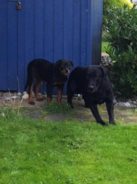 Rottweiler Amy billede 4