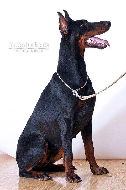 Dobermann Izrafel Napoleon Nacholious - Napoleons Mor, Celeste Salute di Fero billede 19
