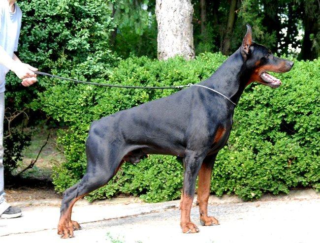 Dobermann Izrafel Napoleon Nacholious - Napoleons far - Izrafel Abe Arroganto billede 20
