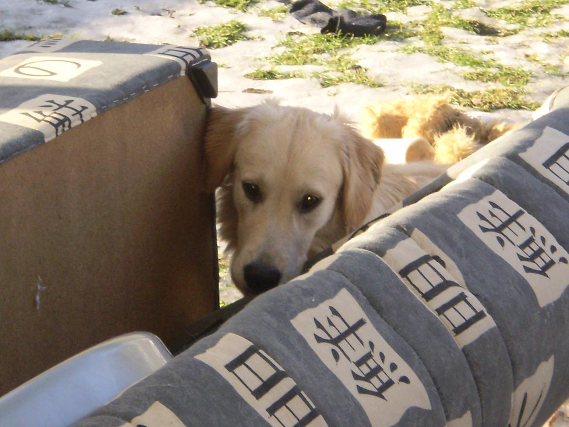 Golden retriever Jenna billede 15