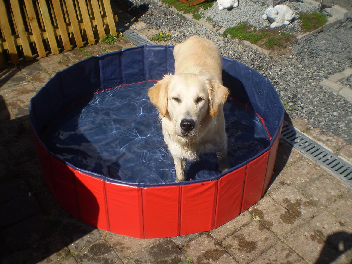 Golden retriever Jenna billede 16