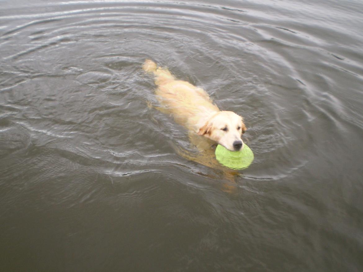 Golden retriever Jenna billede 17