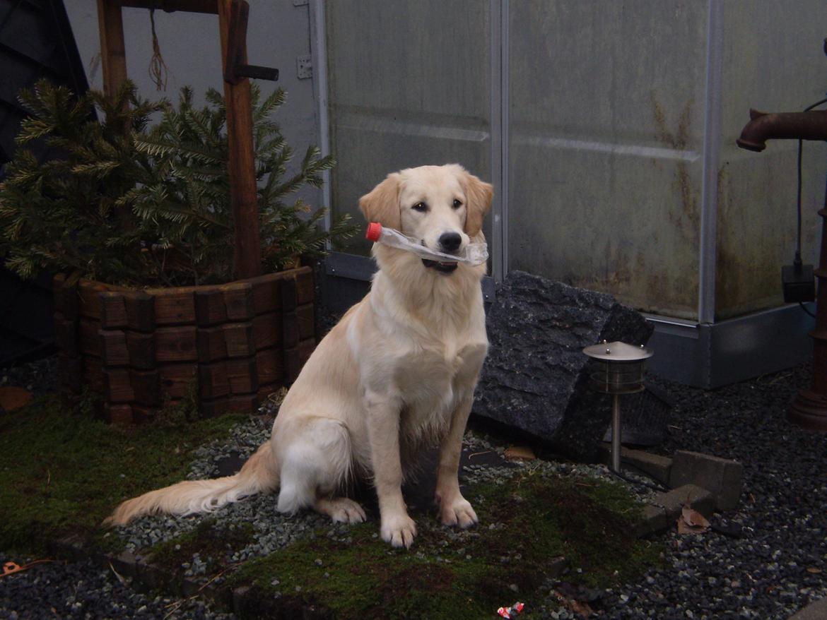 Golden retriever Jenna billede 18