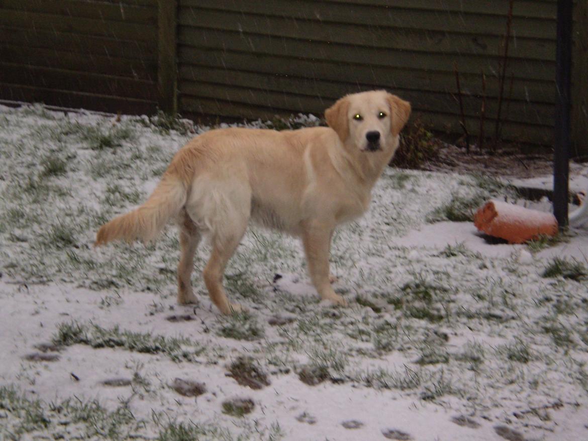 Golden retriever Jenna billede 19