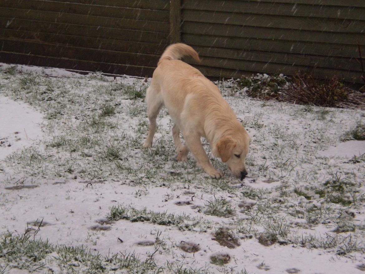 Golden retriever Jenna billede 20