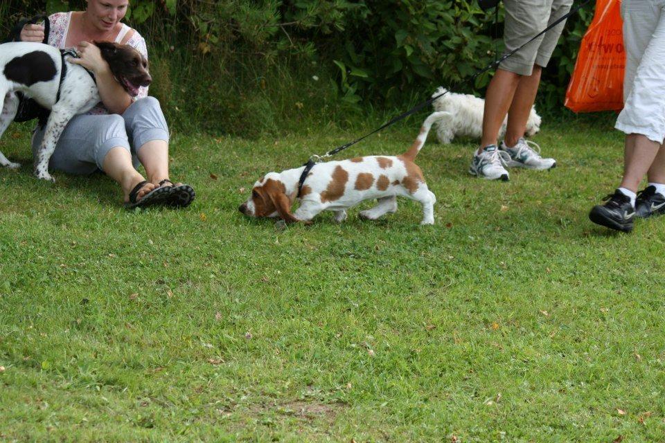 Basset hound Fred billede 1
