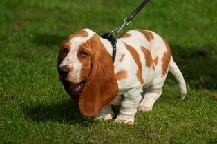 Basset hound Fred billede 2