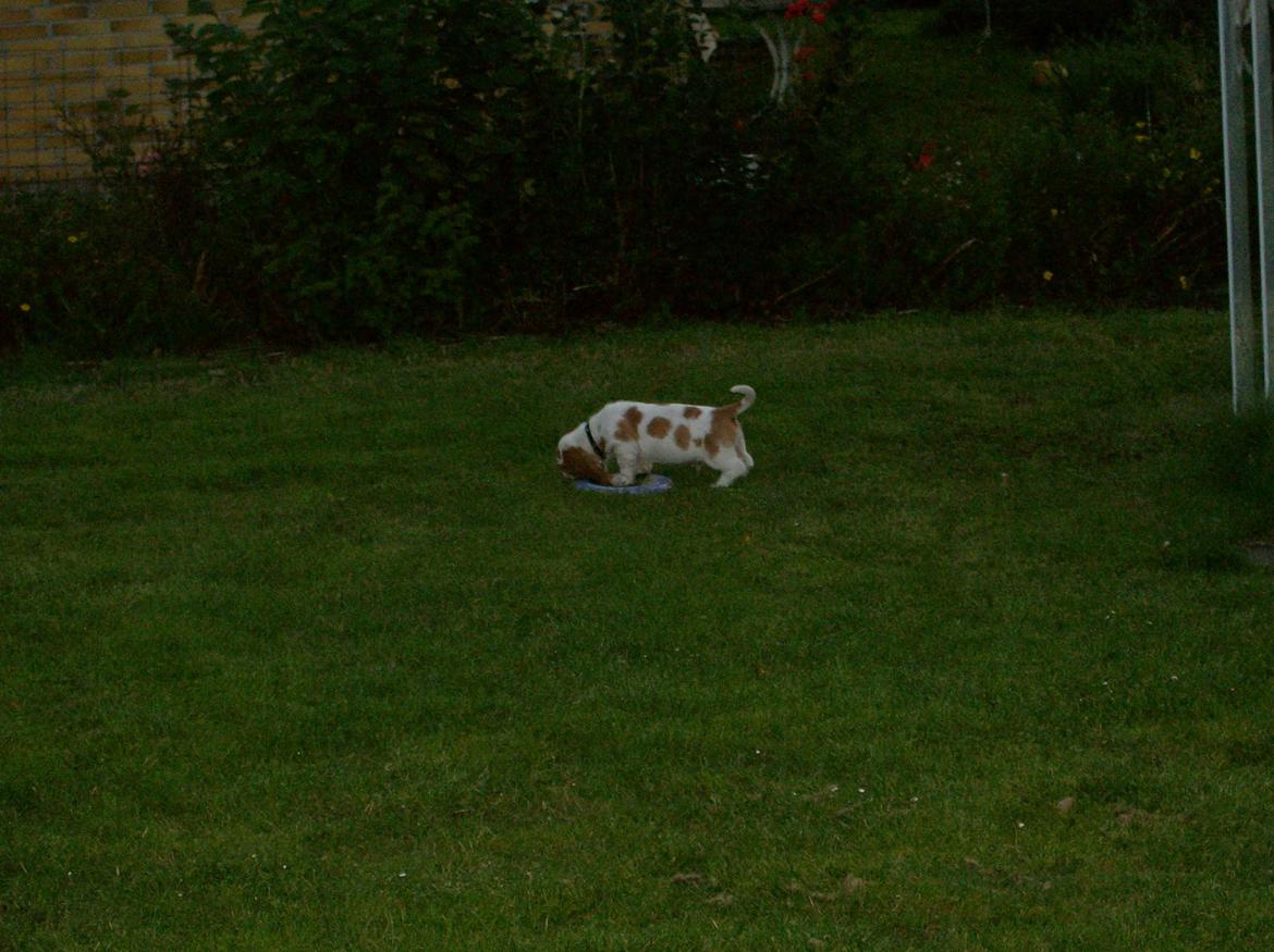 Basset hound Fred billede 3