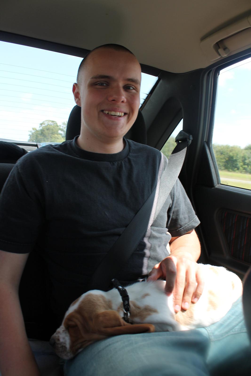 Basset hound Fred - Så han endelig på vej med os hjem!  billede 4