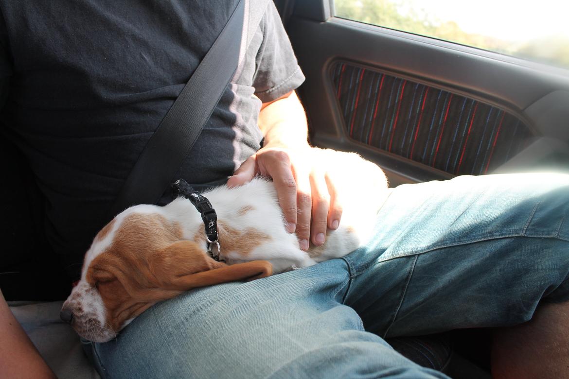 Basset hound Fred billede 5