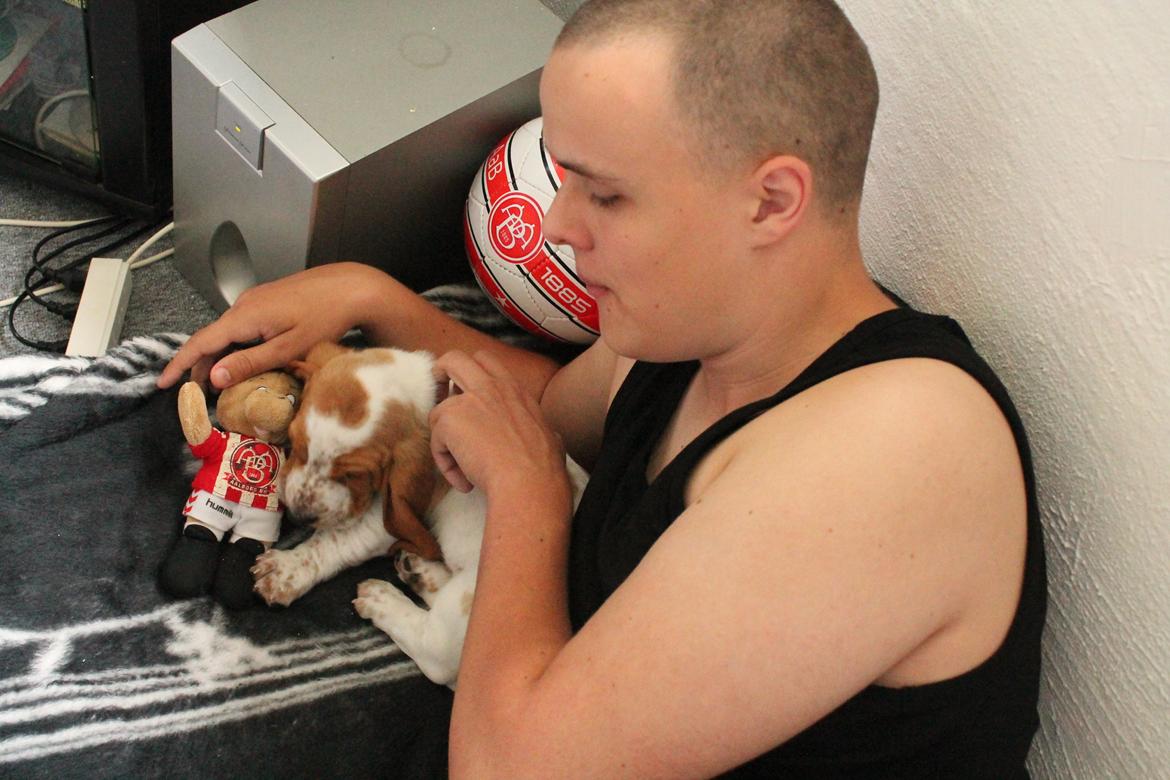 Basset hound Fred - Han faldt hurtigt til ro på madrassen på mit værelse.   billede 6