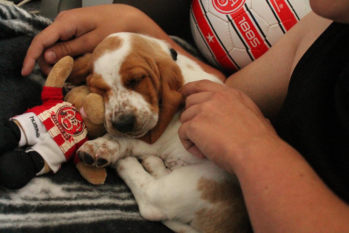 Basset hound Fred billede 7