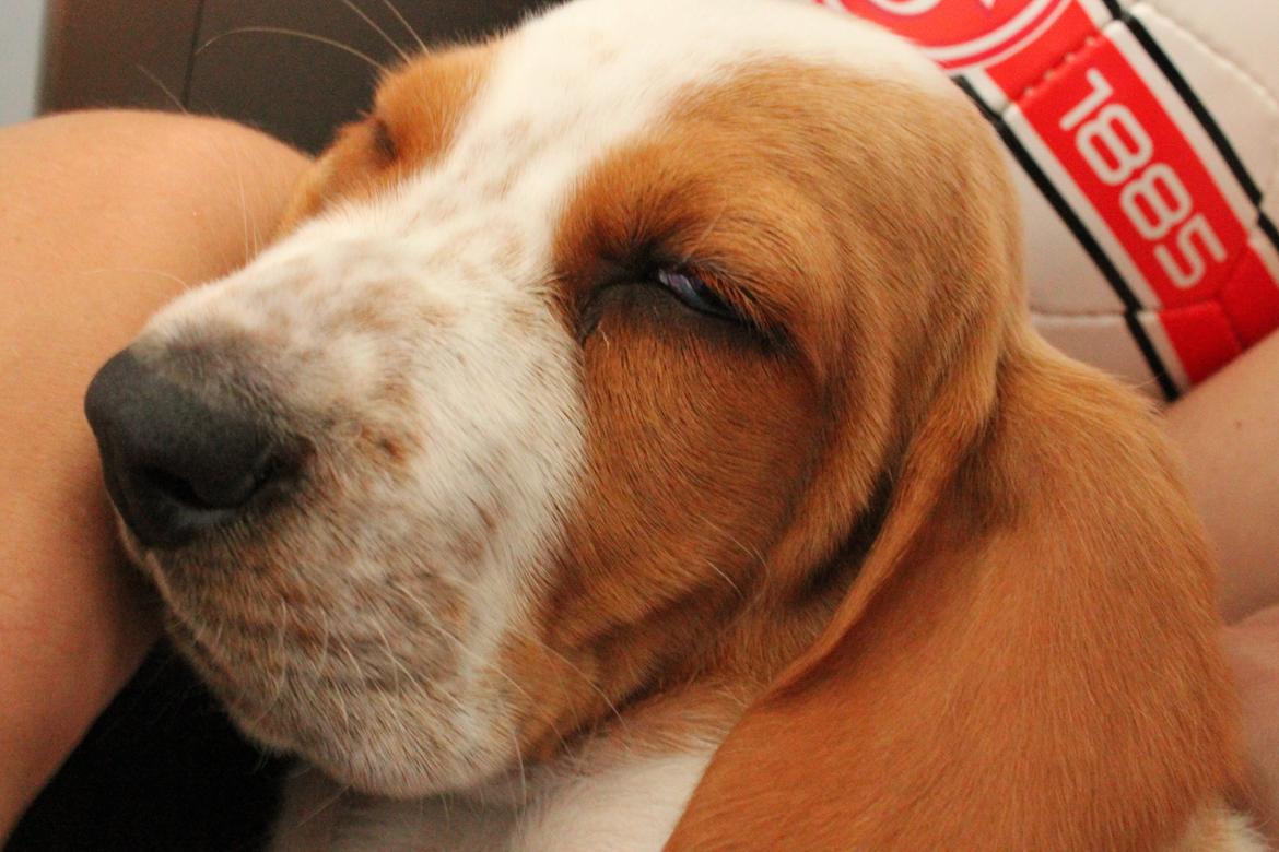 Basset hound Fred billede 8