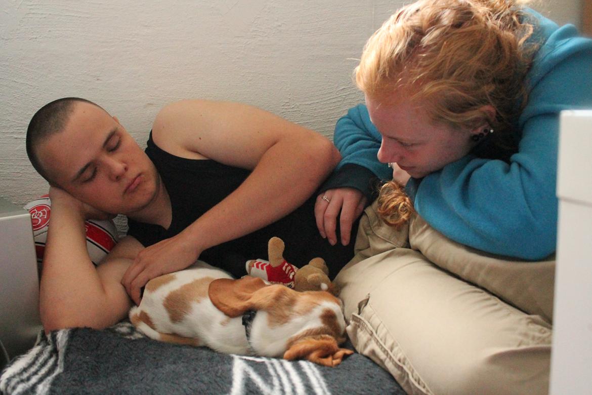 Basset hound Fred billede 9