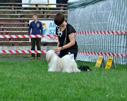 Lhasa apso Madison Secretariat billede 5