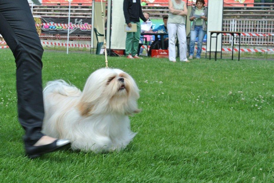 Lhasa apso Madison Secretariat billede 6