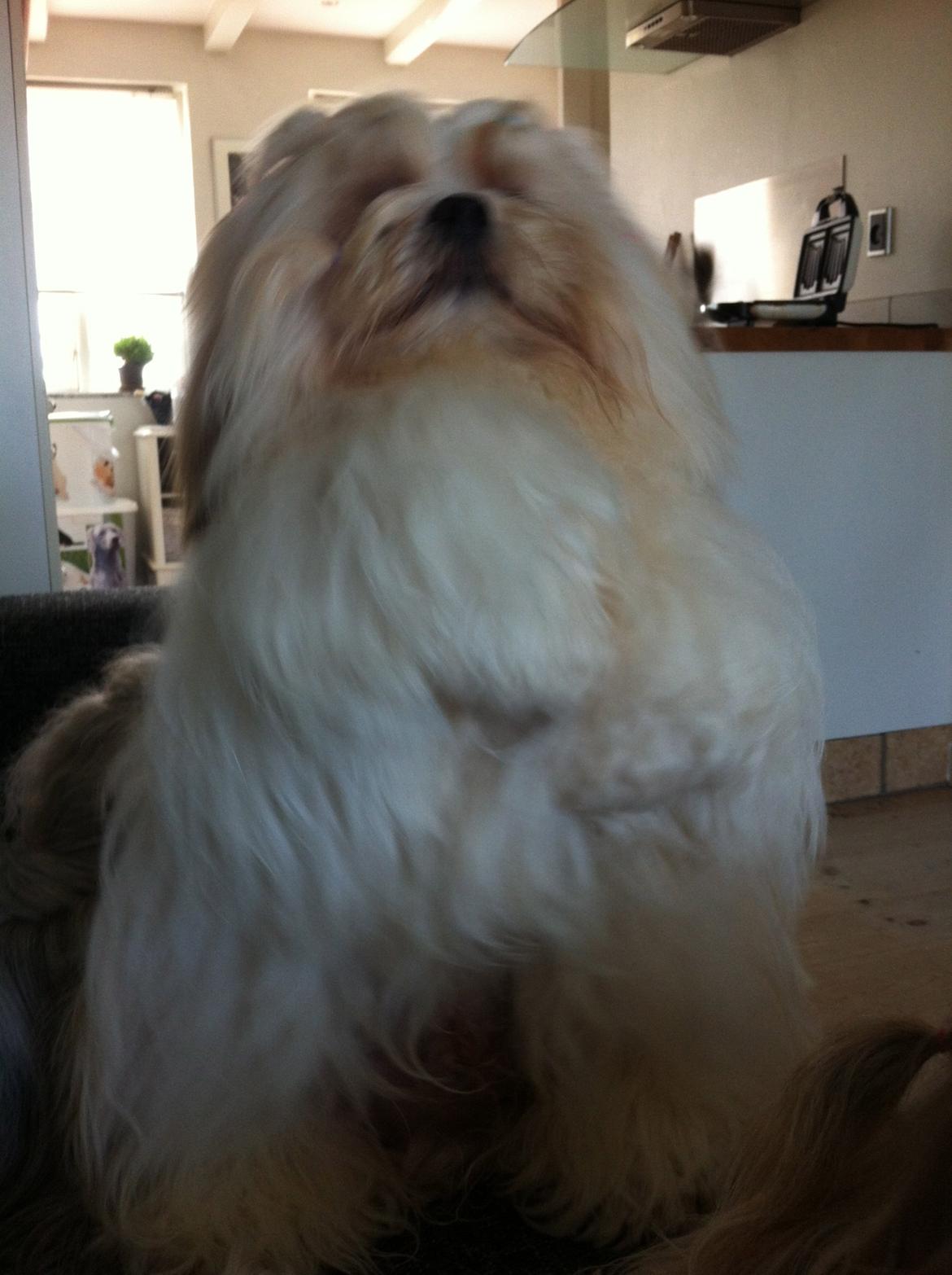 Lhasa apso Madison Secretariat billede 7