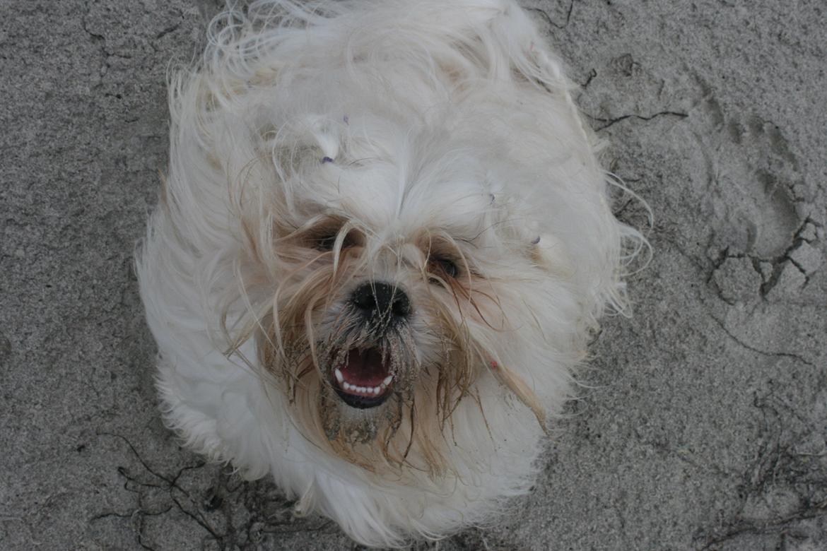 Lhasa apso Madison Secretariat billede 8