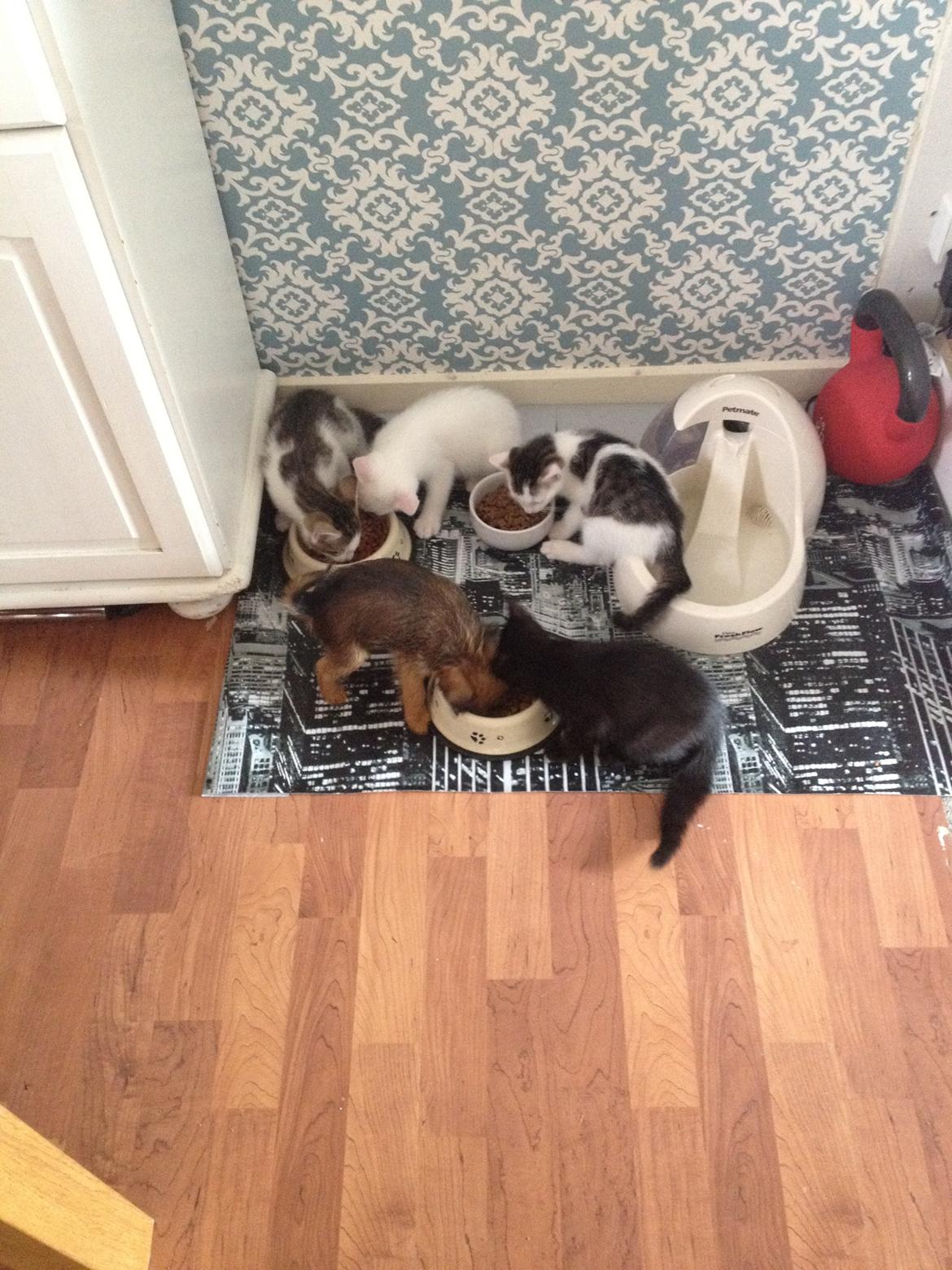 Griffon bruxellois Cody billede 6