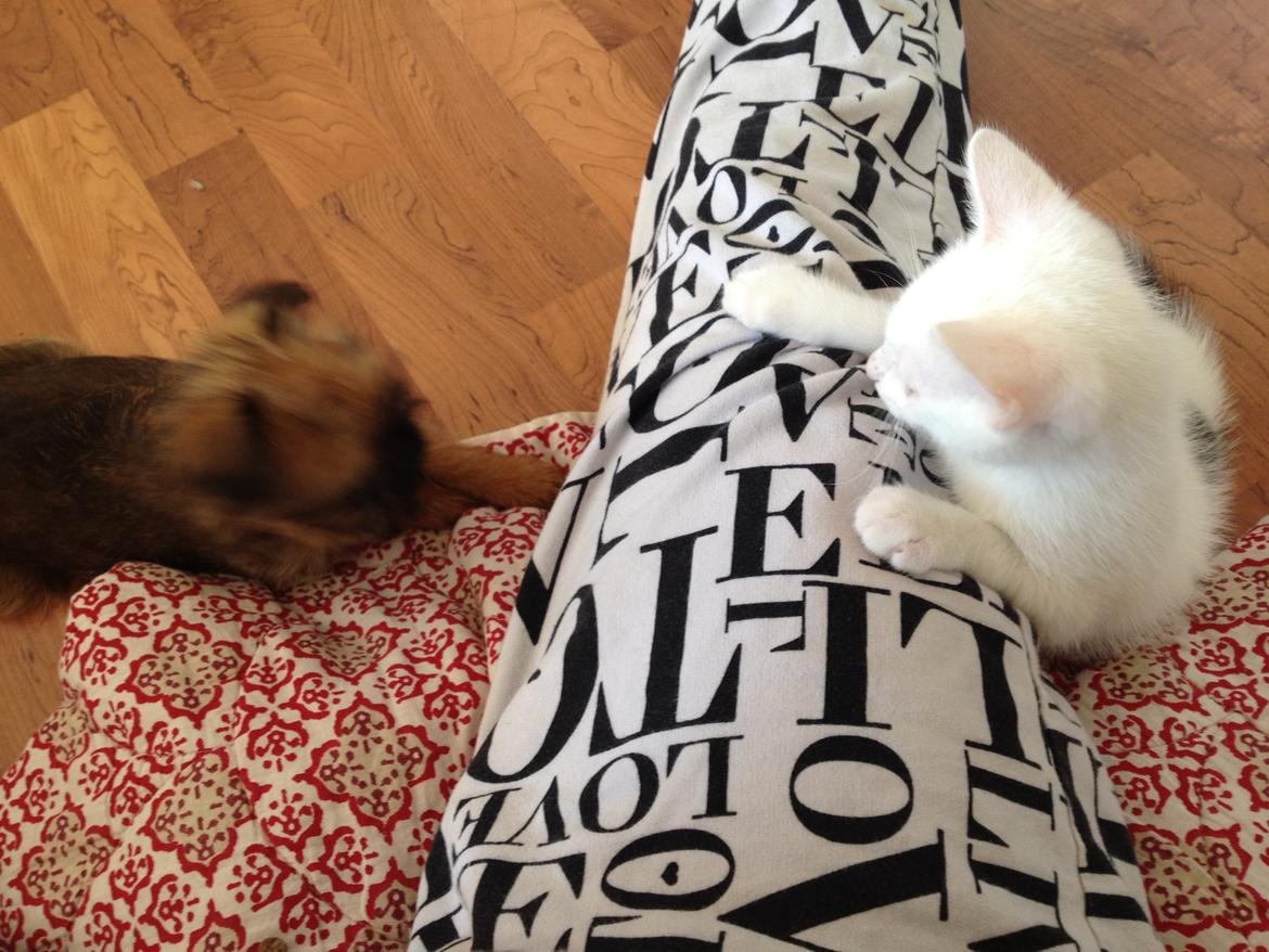 Griffon bruxellois Cody billede 7