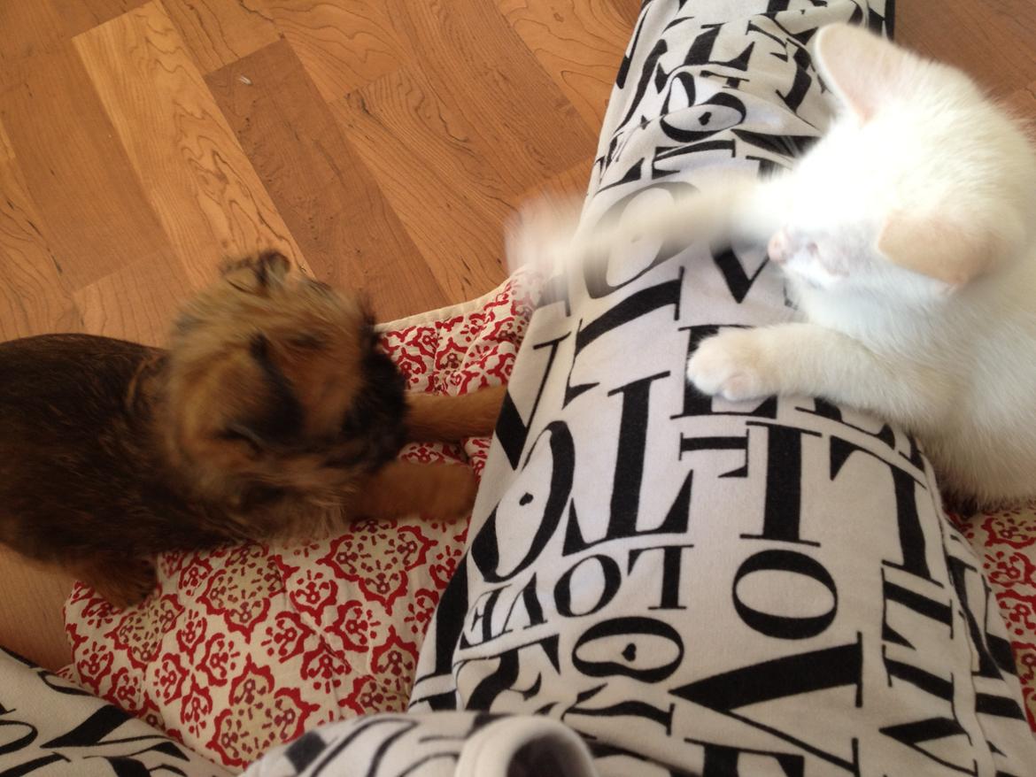 Griffon bruxellois Cody billede 8