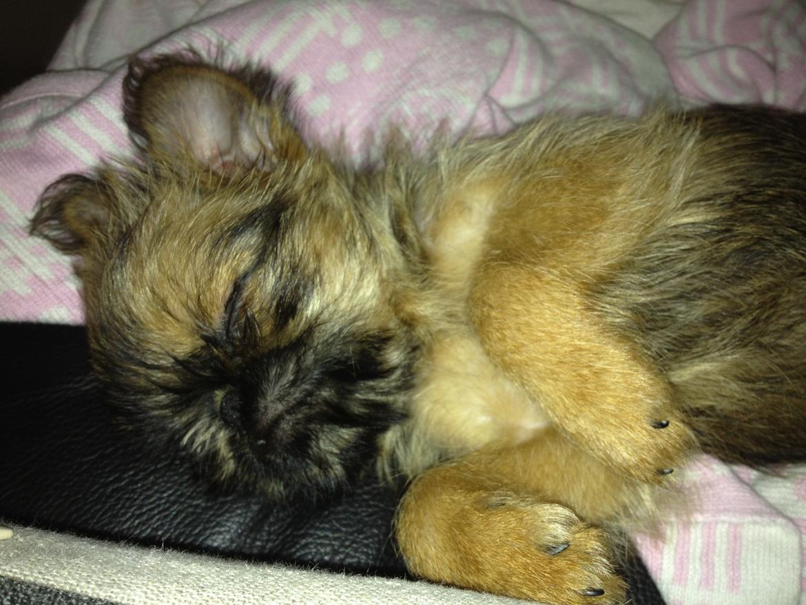 Griffon bruxellois Cody billede 9