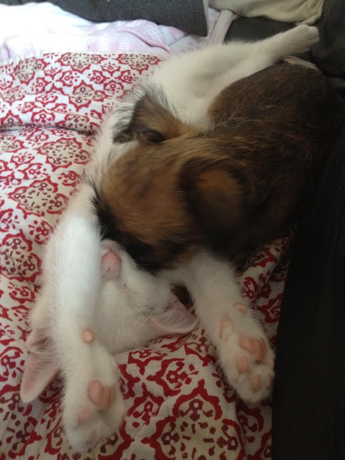 Griffon bruxellois Cody billede 10