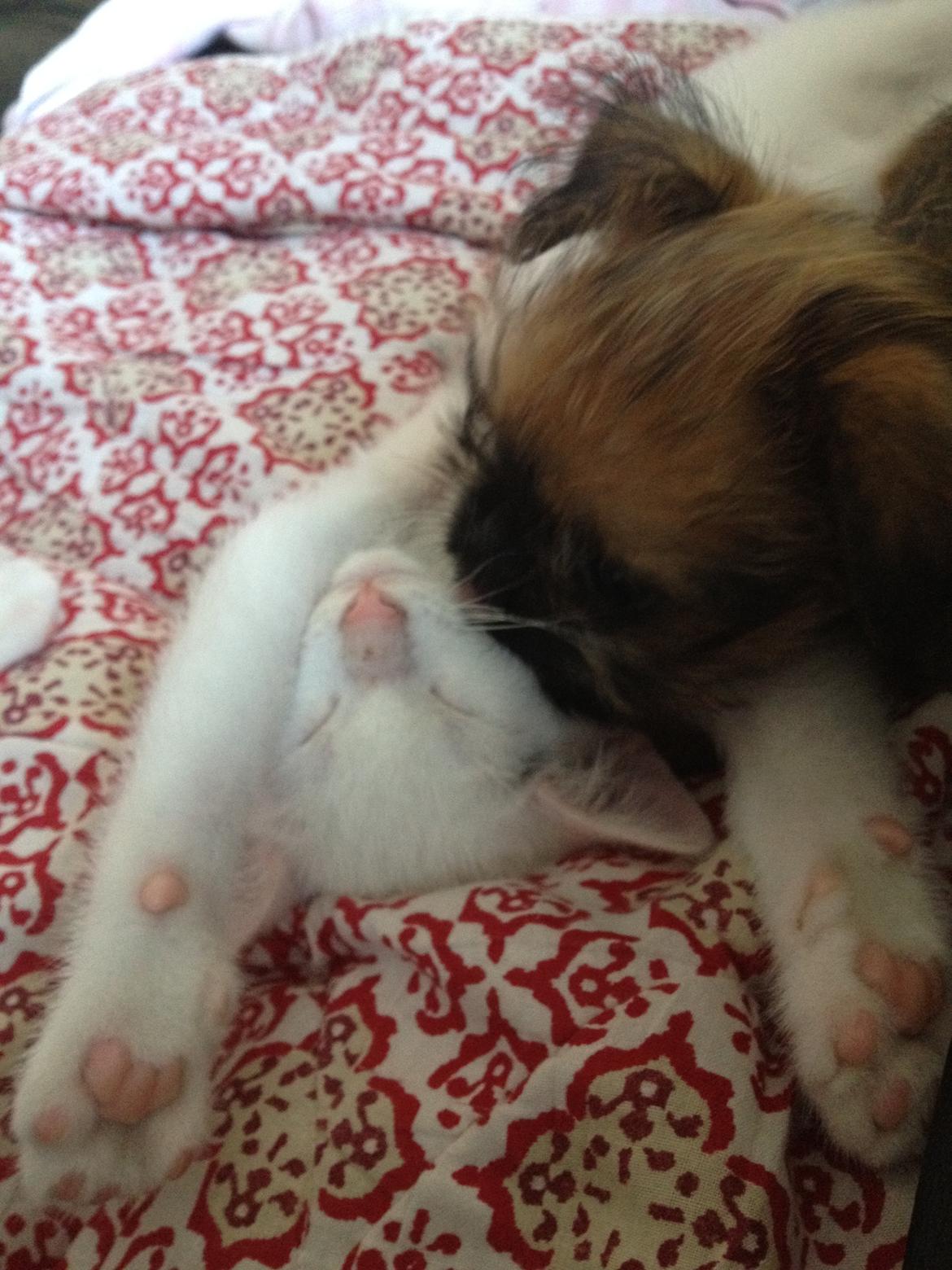 Griffon bruxellois Cody billede 11