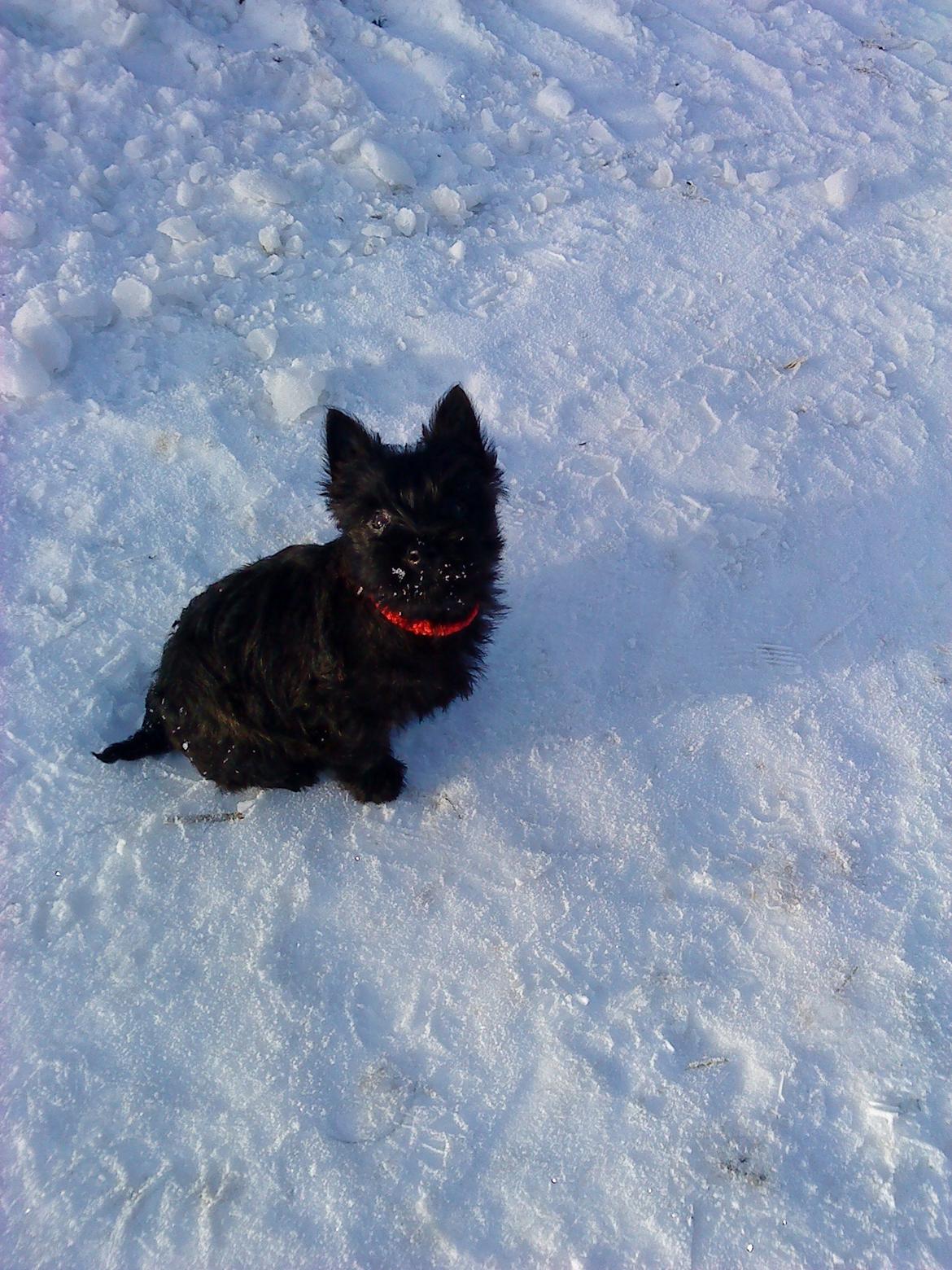 Cairn terrier Sille billede 1