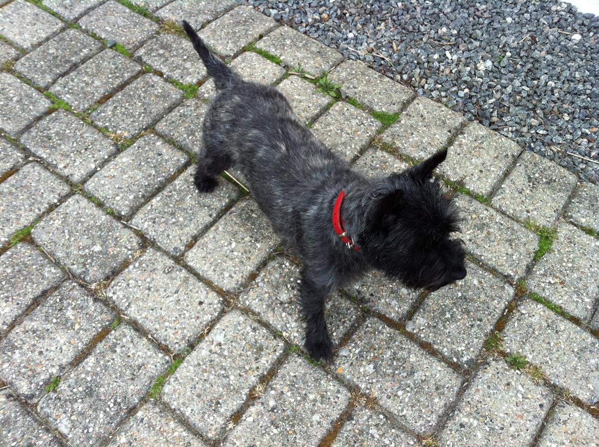 Cairn terrier Sille billede 2