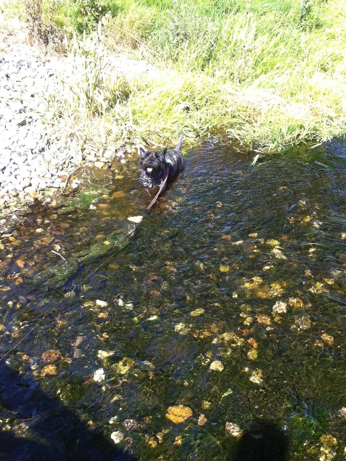 Cairn terrier Sille billede 3