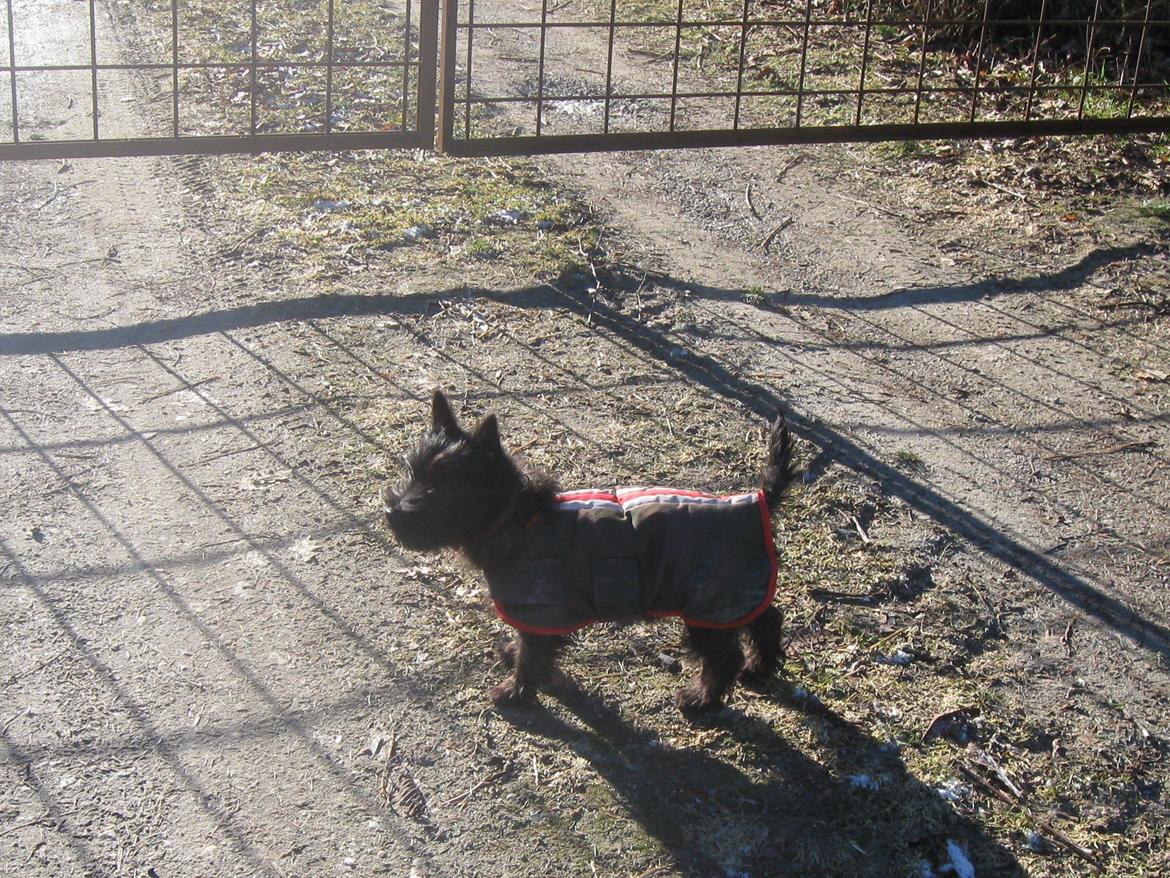 Cairn terrier Sille billede 4