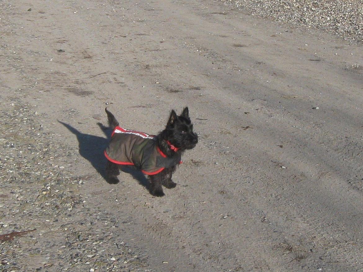 Cairn terrier Sille billede 5