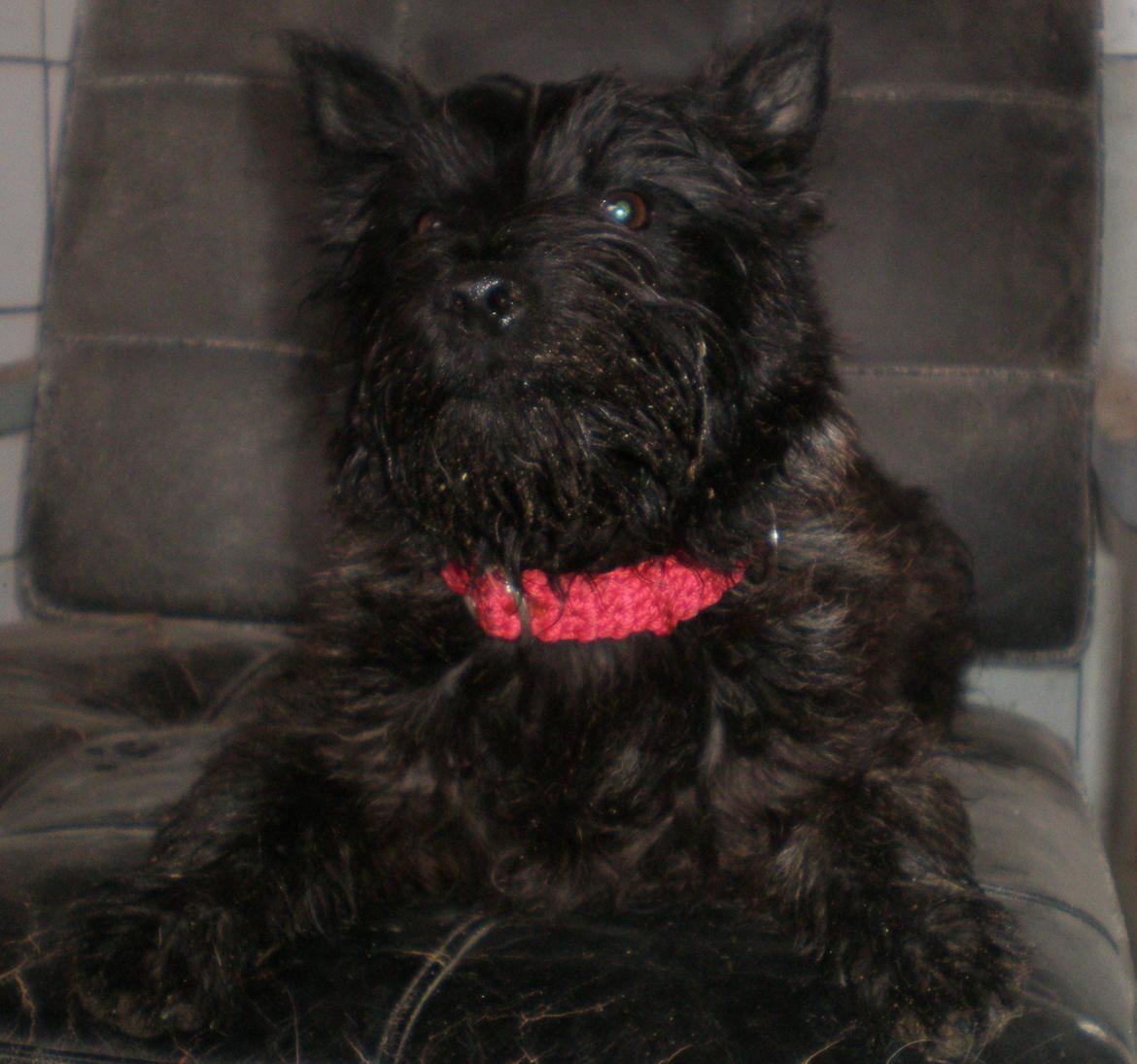 Cairn terrier Sille billede 6