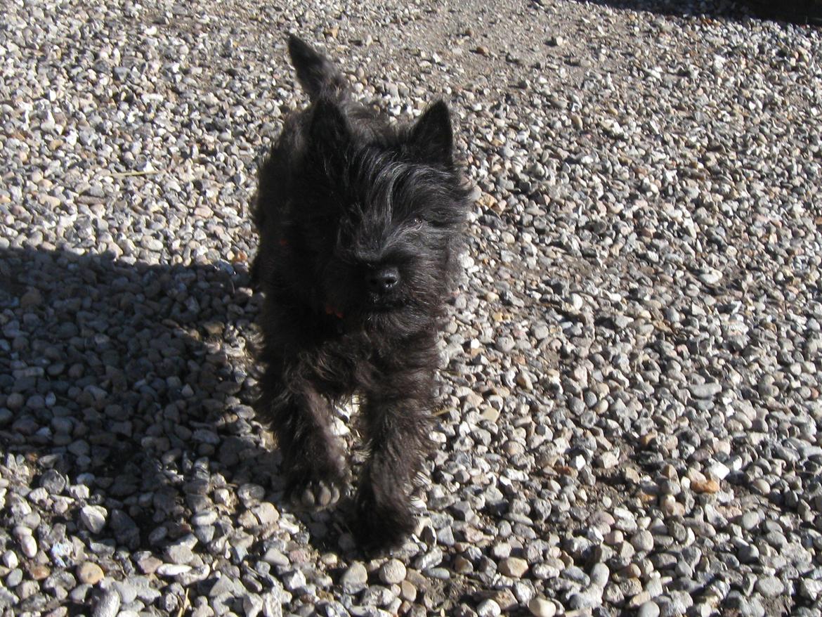 Cairn terrier Sille billede 7