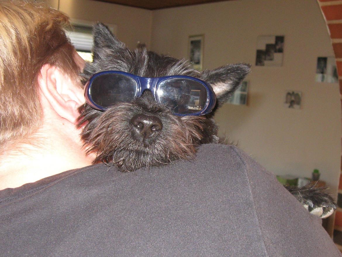 Cairn terrier Sille billede 8