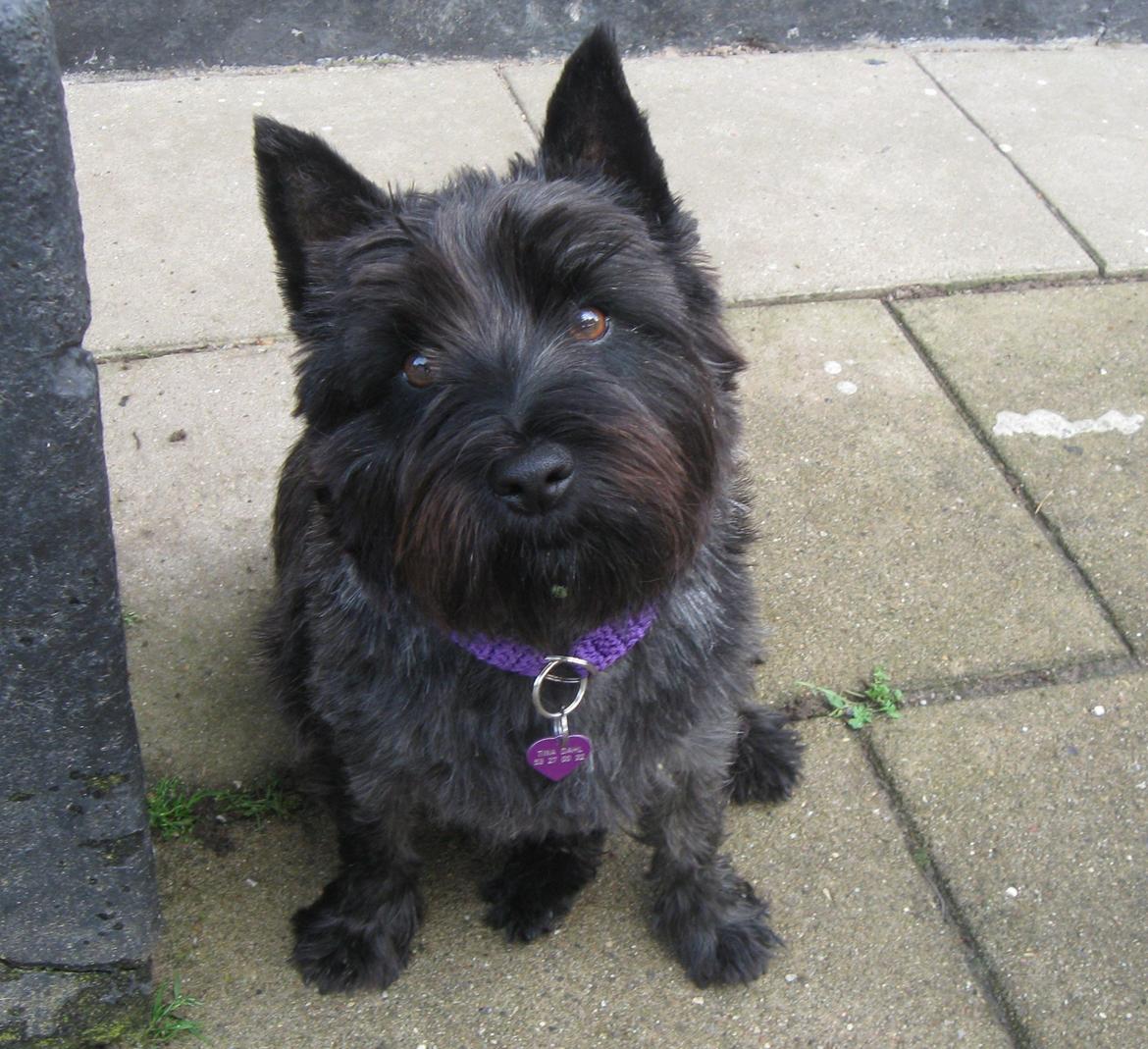 Cairn terrier Sille billede 9