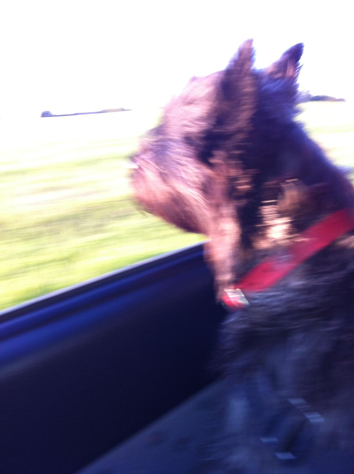 Cairn terrier Sille billede 10